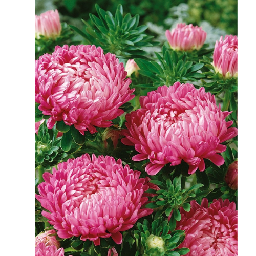 Aster Duchesse Rosa