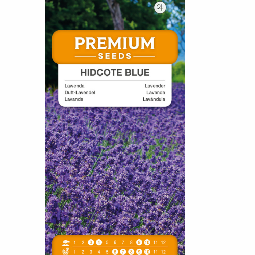 Lavendel - Hidcote Blue