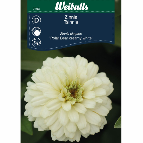 Zinnia - Isbjörn