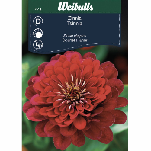 Zinnia - Scharlakansröd flamma