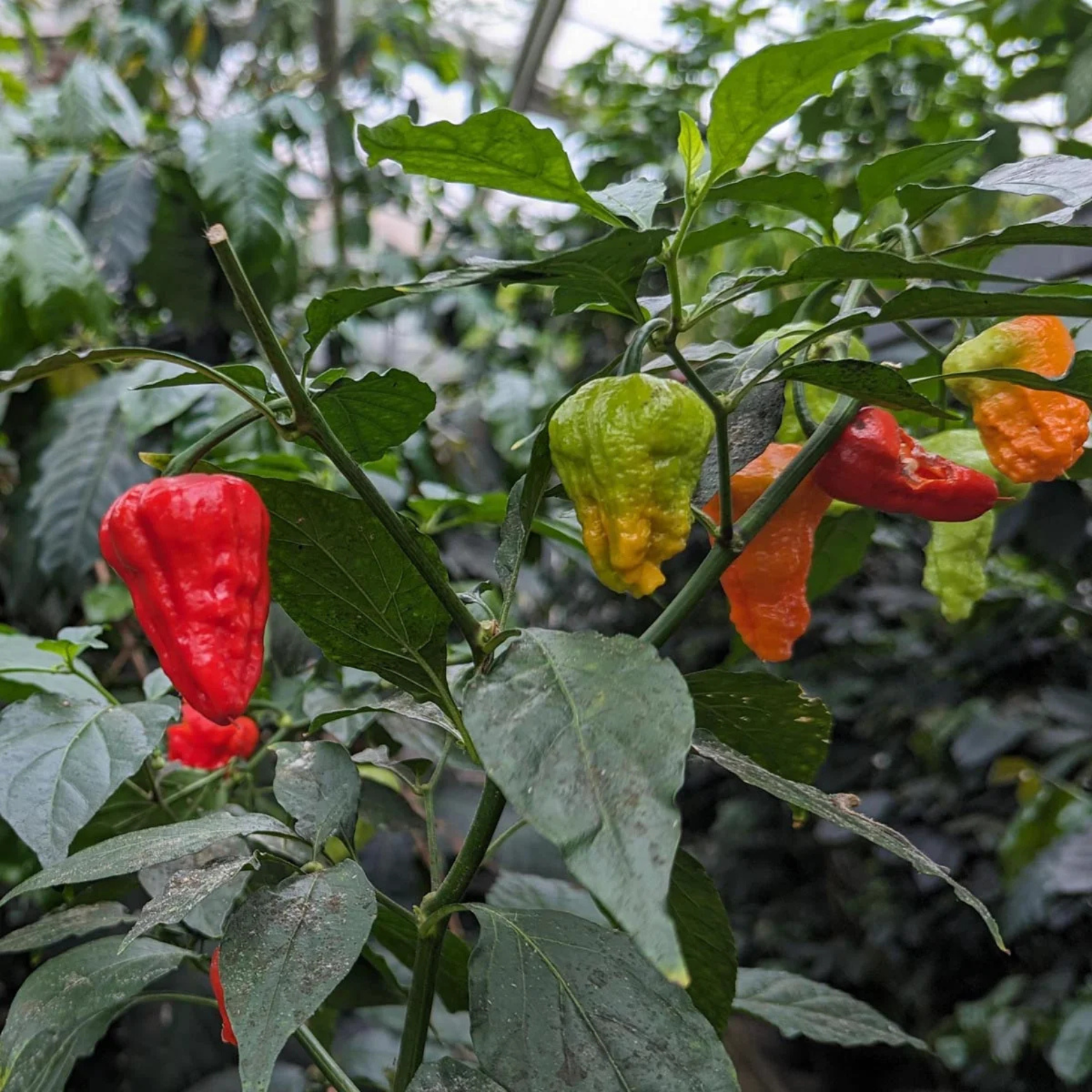 Chilipepper - Bhut Jolokia Pepper