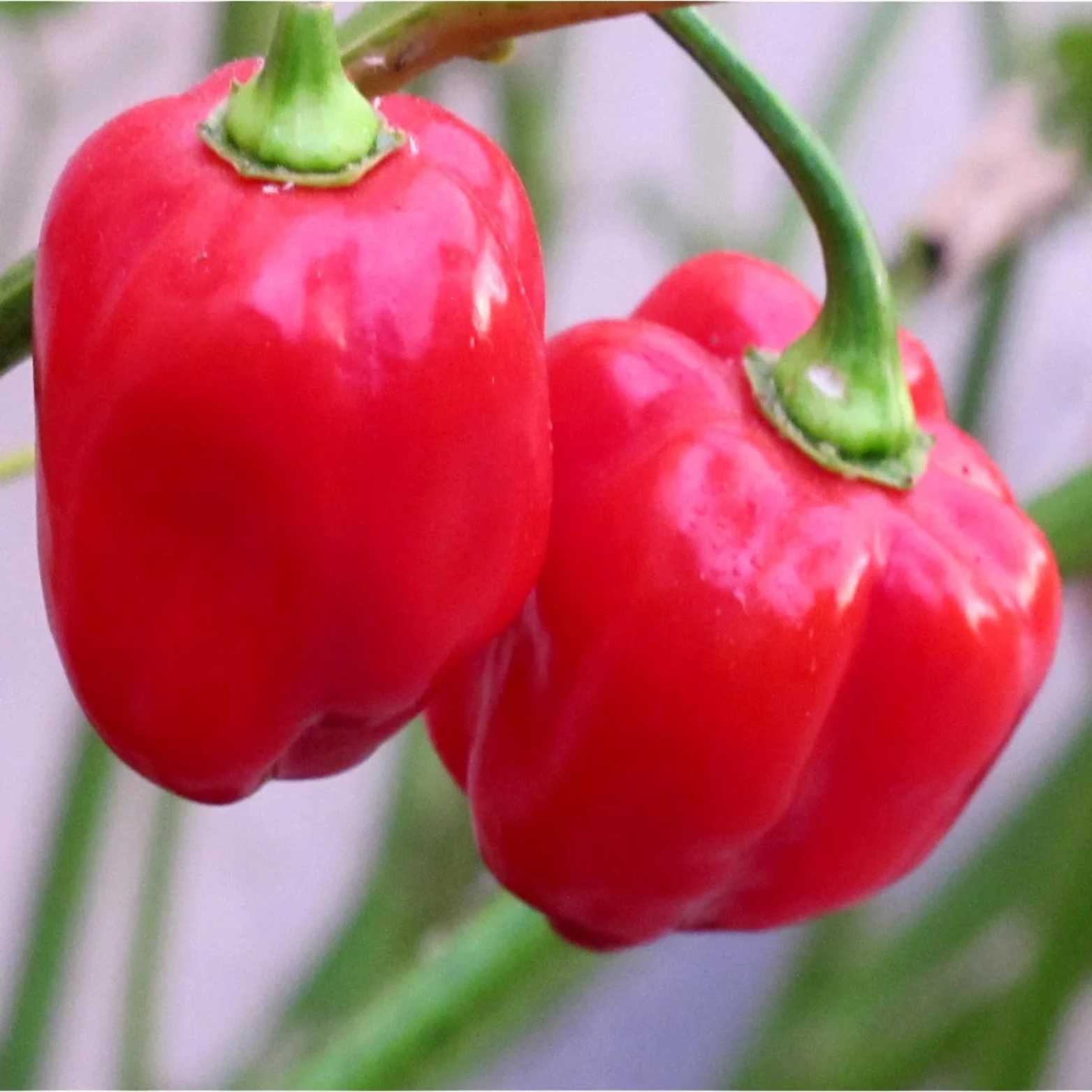 Chilifrön - Karibisk röd habanero