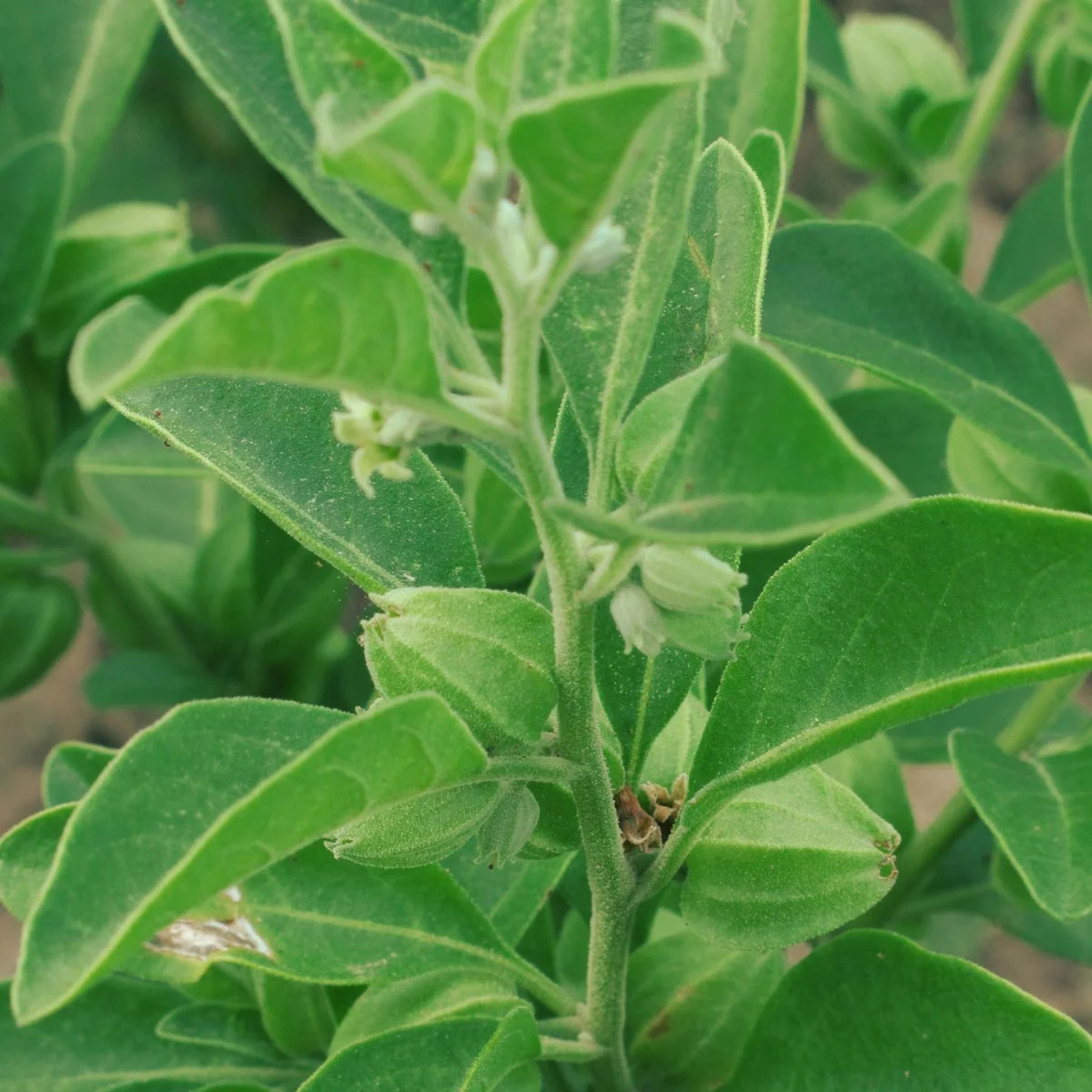 Indisk ginseng - vinterkörsbär - Ashwagandha