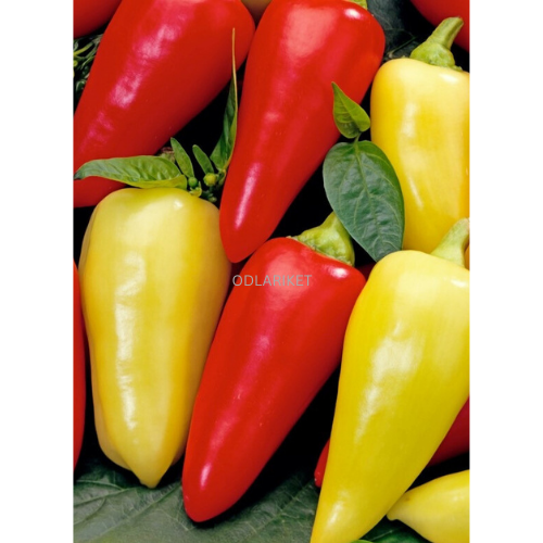 Paprika - Montana - 80 frön
