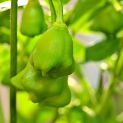 Chilipeppar Jamaican Bell