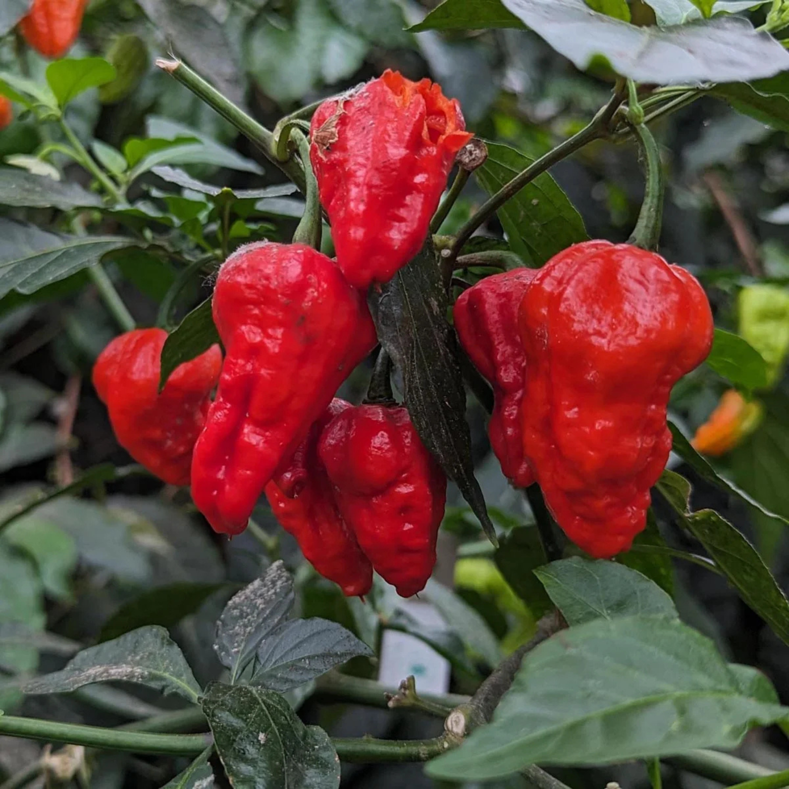 Chilipepper - Bhut Jolokia Pepper