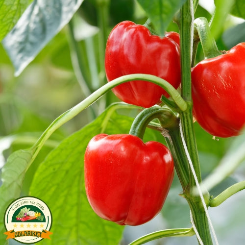 Paprika - California Wonder -80 frön