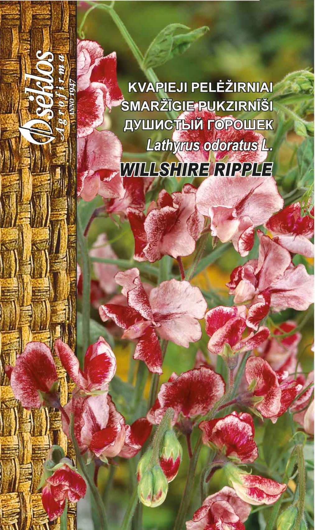 Luktart - Willshire Ripple