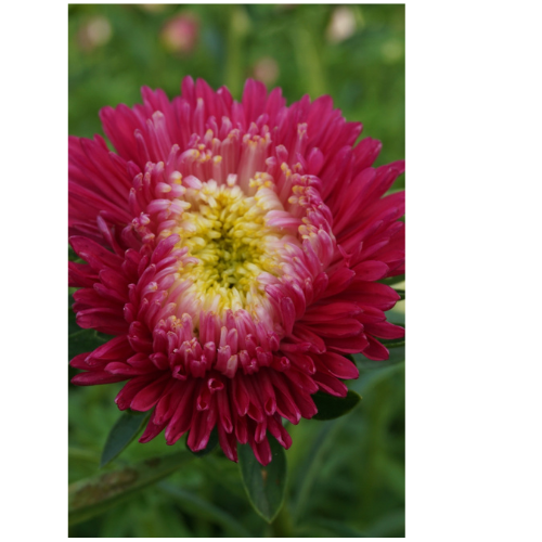 Aster - Prinsessa