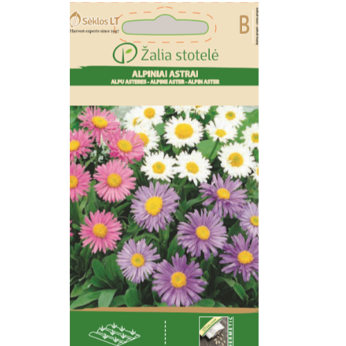 Alpin aster