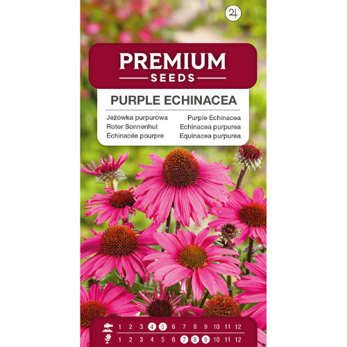 Röd Solhatt - Purple Coneflower