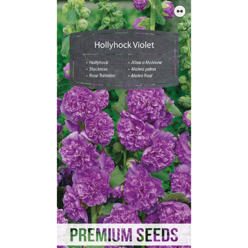 Stockros Violett