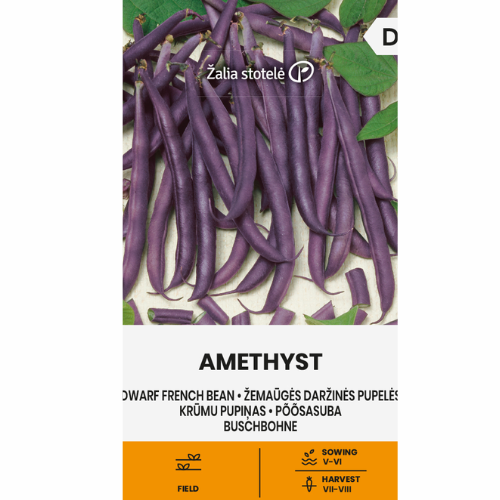 Dvärgböna - Amethyst