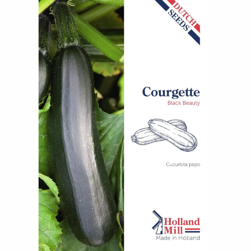 Sommarsquash - Black Beauty