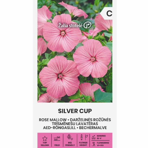 Rosenmalva - Silver Cup