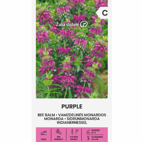 Temynta - Bee Balm Purple