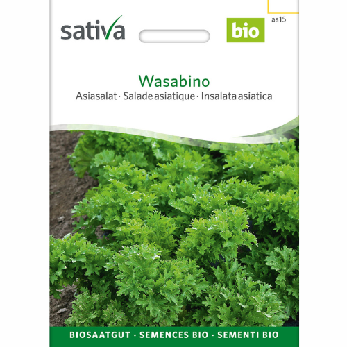 Asiatisk grönkål – Wasabino