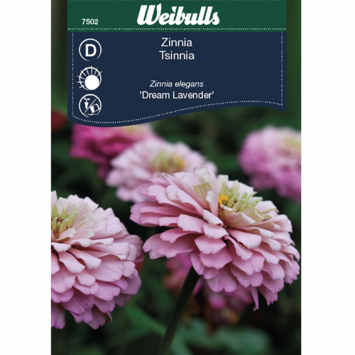 Zinnia - Drömlavendel 