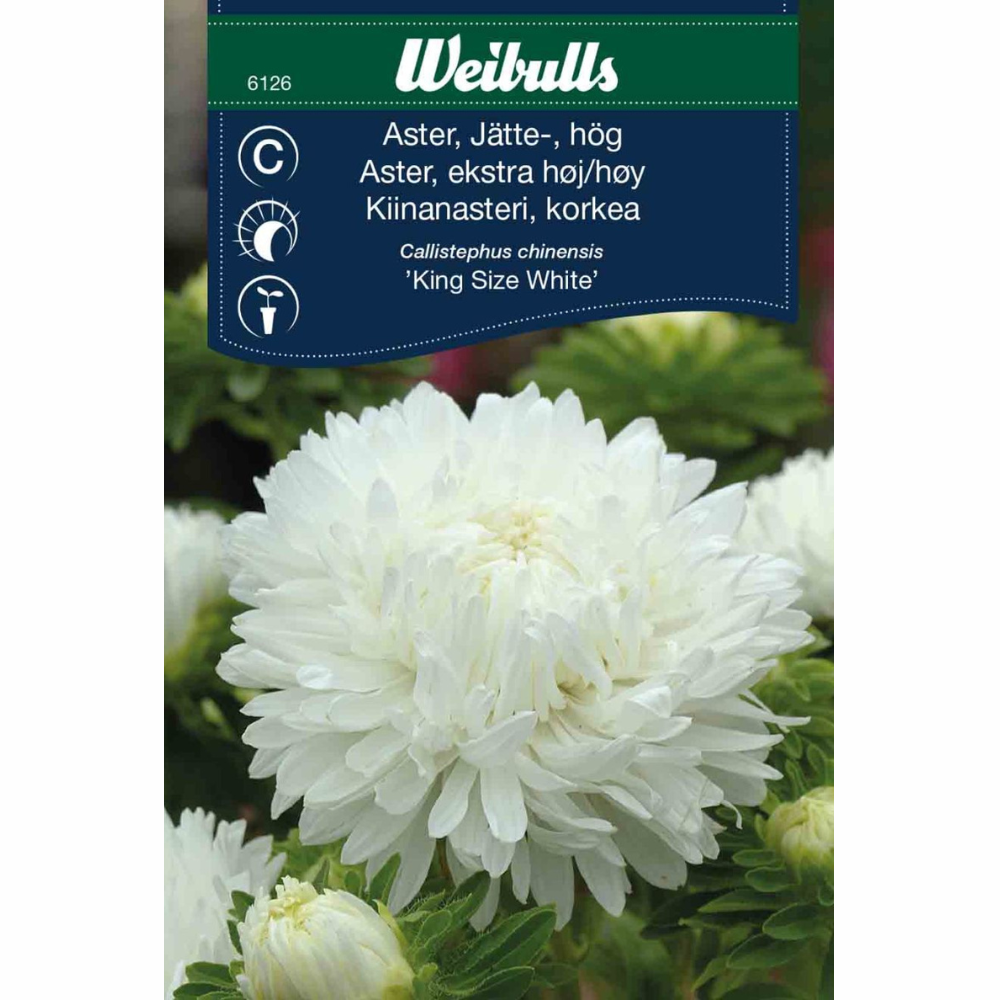 Aster - King Size Vit