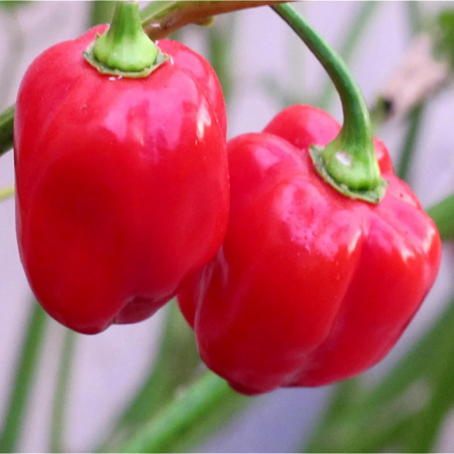 Chilifrön - Karibisk röd habanero