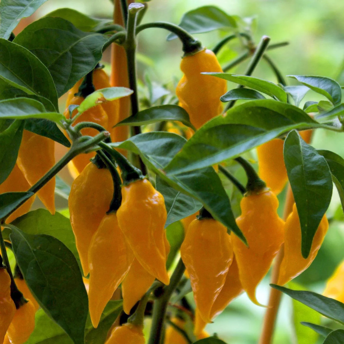 Chilifrön - Gul afrikansk Fatalii-chili
