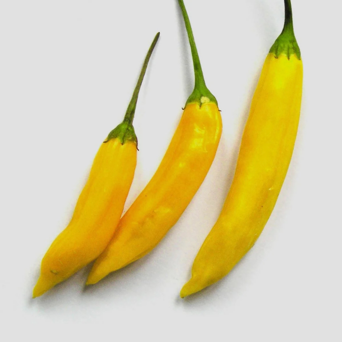 Chilifrön - Ají Limón / Lemon Drop – Gul chilipeppar