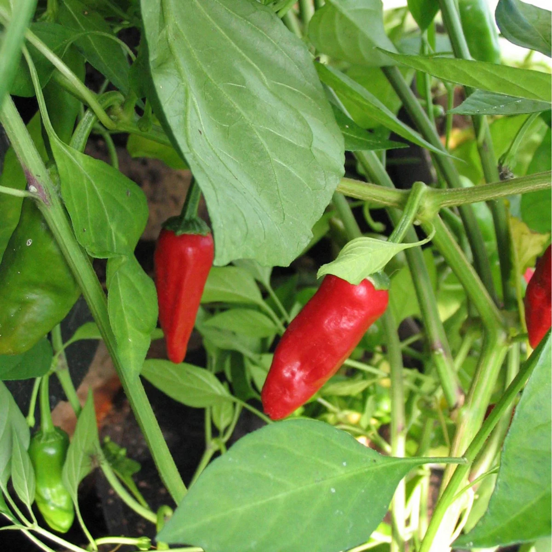 Chilifrön - Padrón Peppar / Pimientos de Padrón - Kulturarv