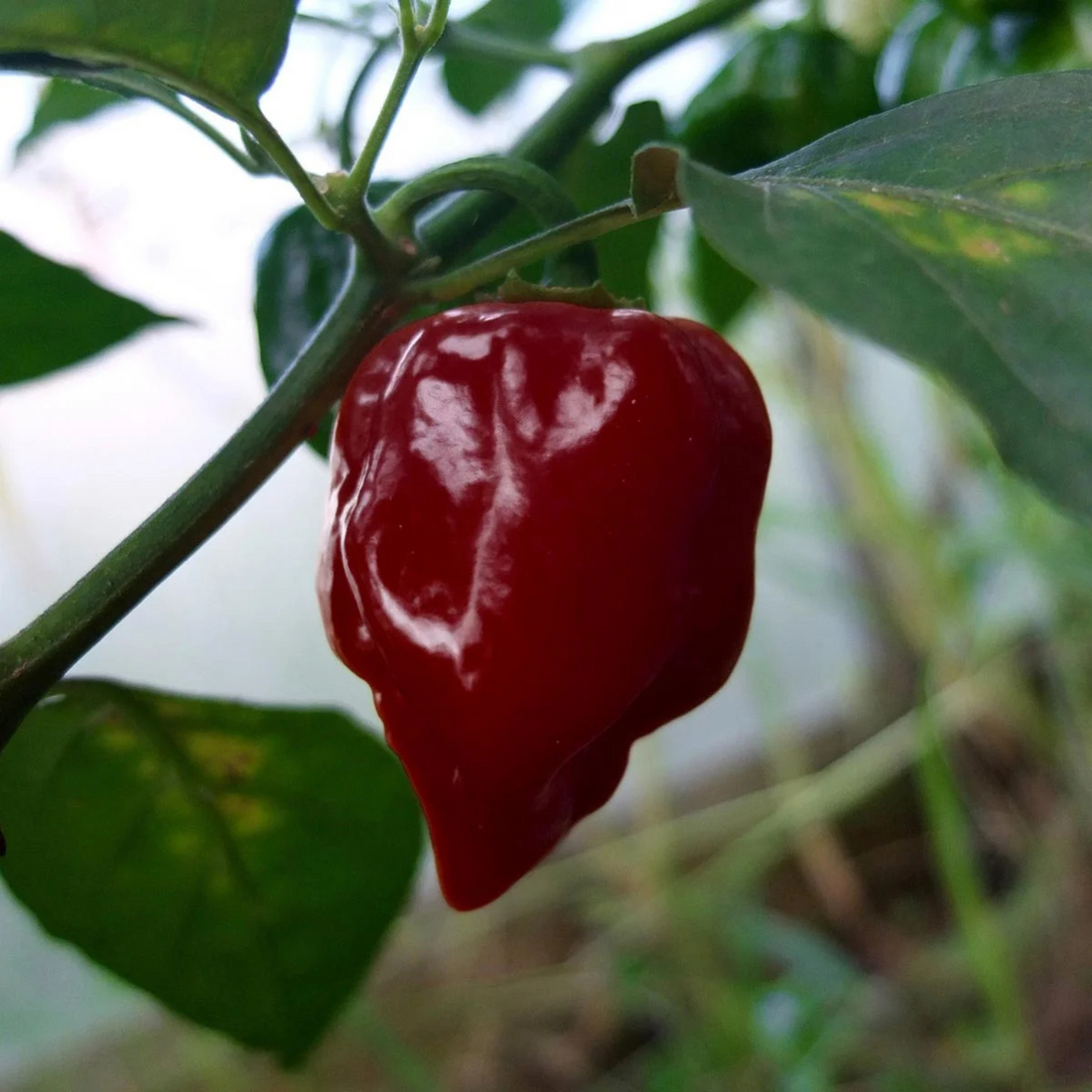 Chilifrön - Chocolate Scotch Bonnet