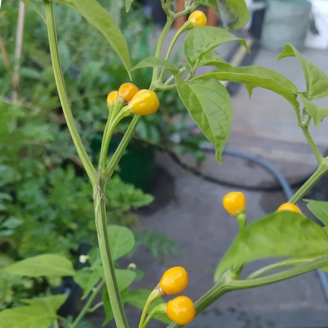 chilifrön - Aji Charapita