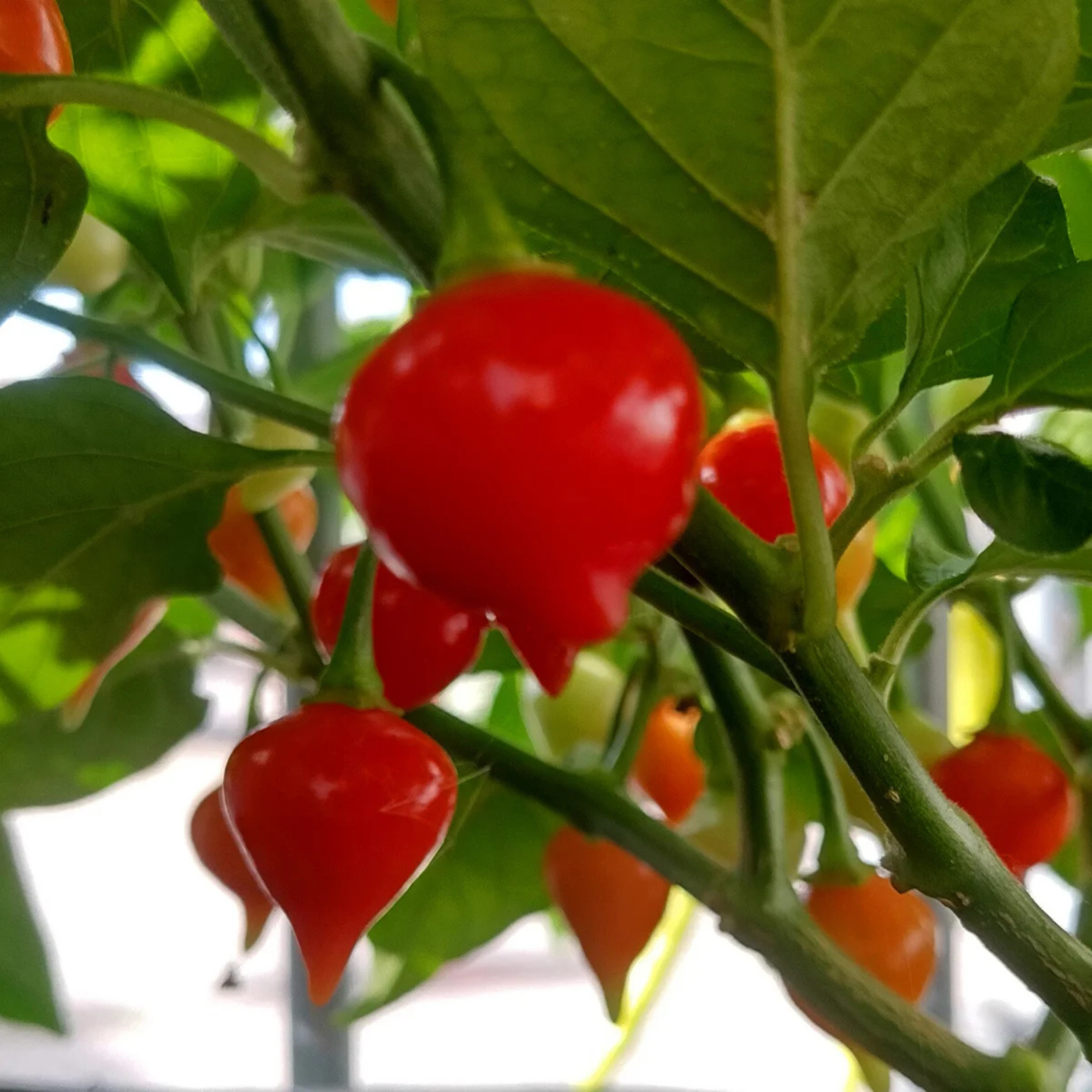 Chilifrön - Biquinho / Trinidad Parfym 