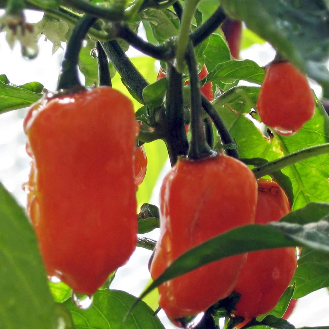 chilifrön - Mexikansk Habanero