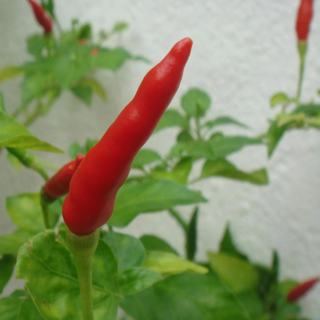 chilifrön - Chilipeppar Piri Piri