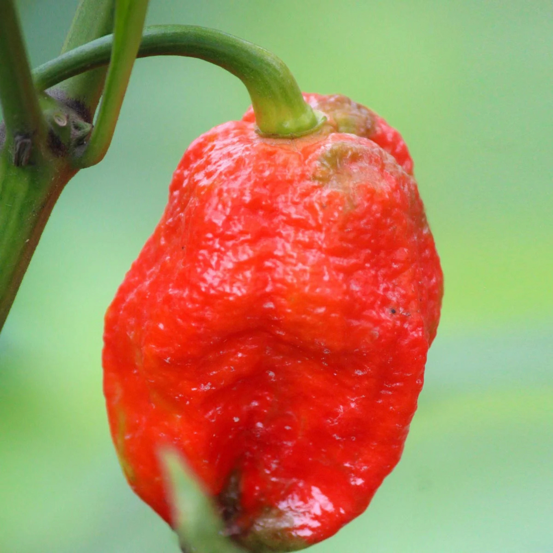 Chilifrön - Het chilipepper - Trinidad Scorpion