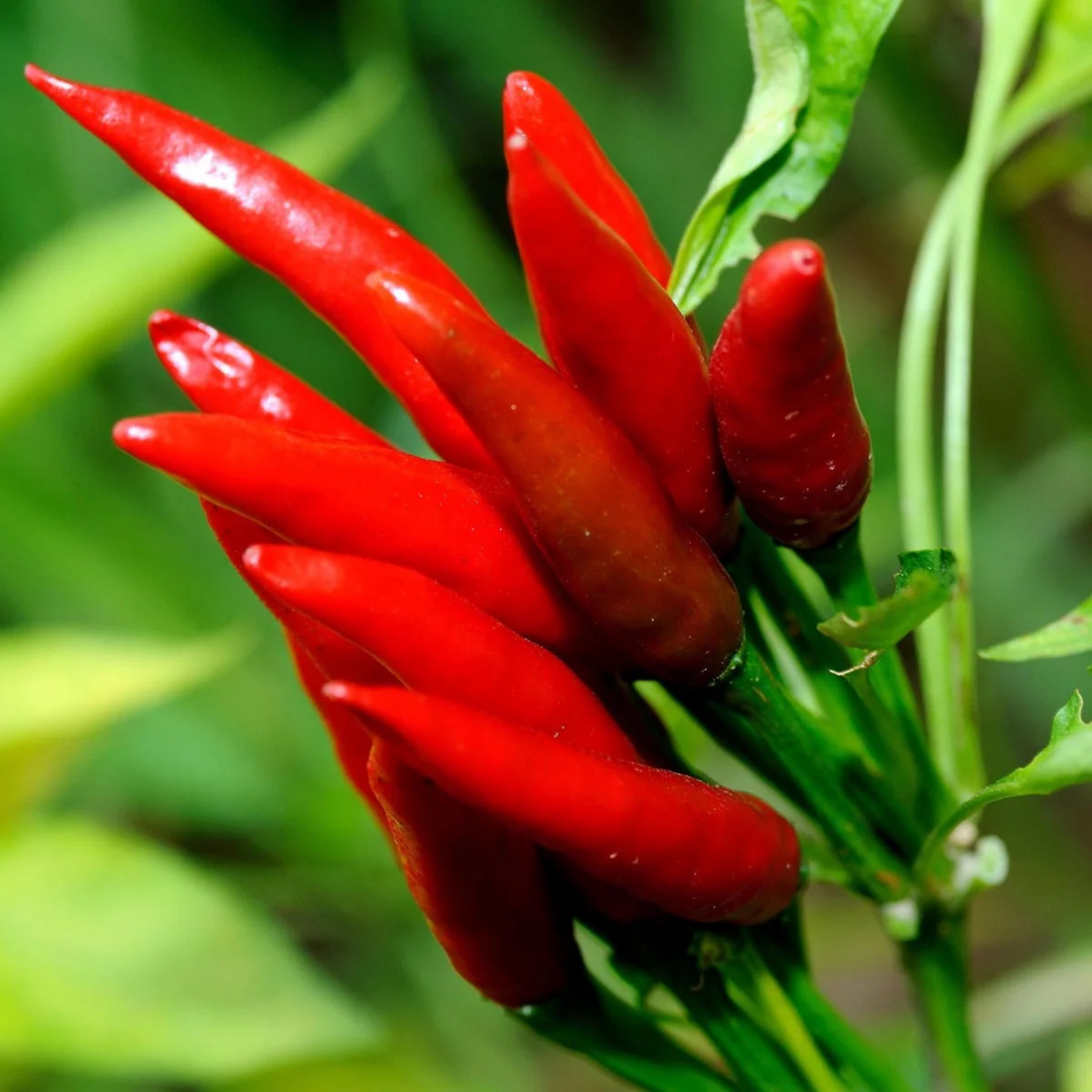 Chilifrön - Thai-chili - Prik Khee Noo