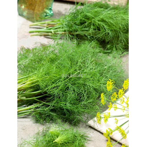Dill - Moravan - 2200 frön