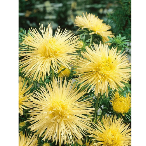 Aster - Gul