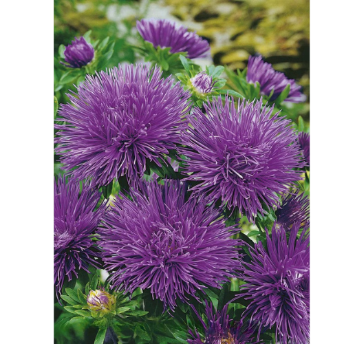 Aster - Lila