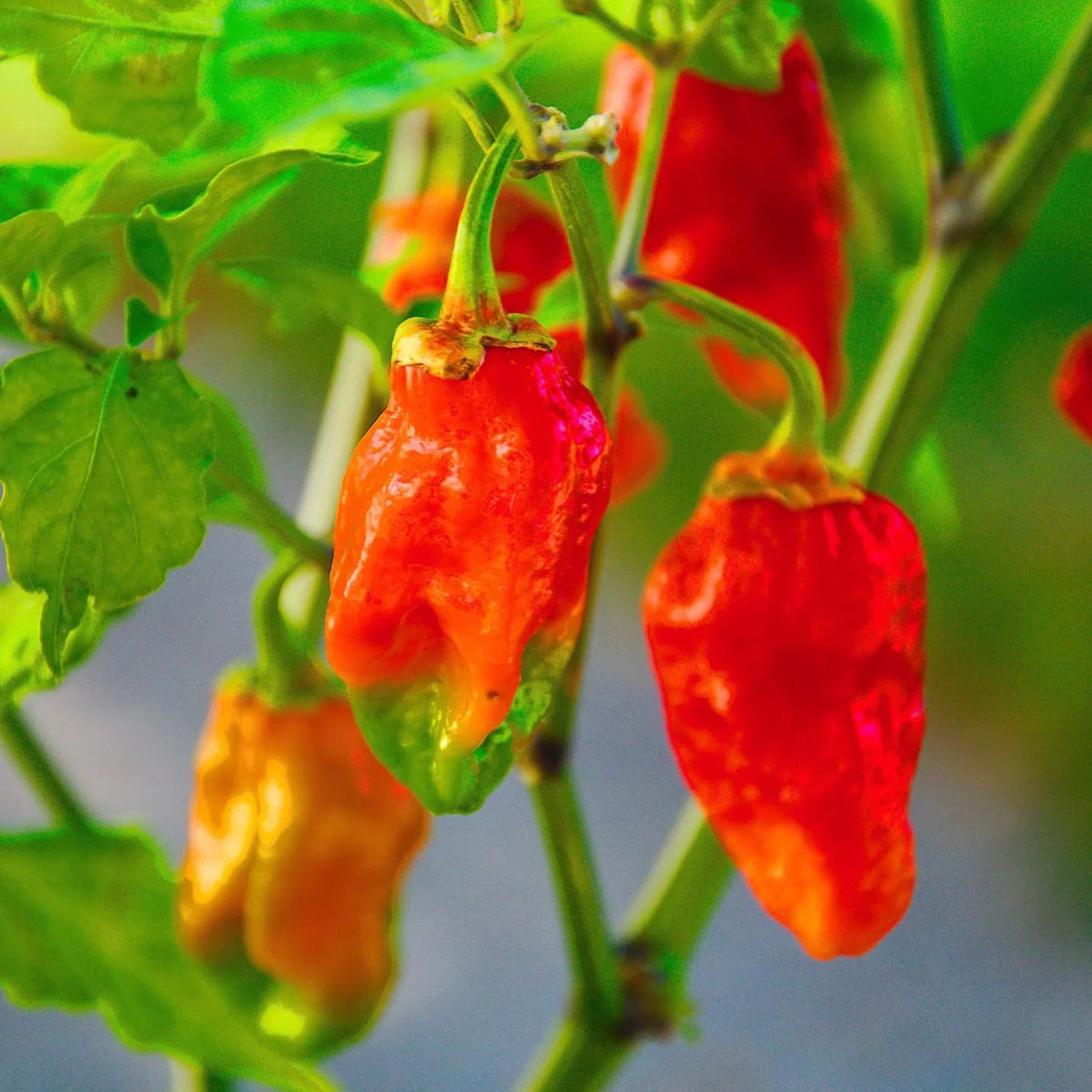 Chilifrön - Naga Morich - Extrem het